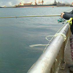 真冬にウキがスポッと沈むのをみたくて～